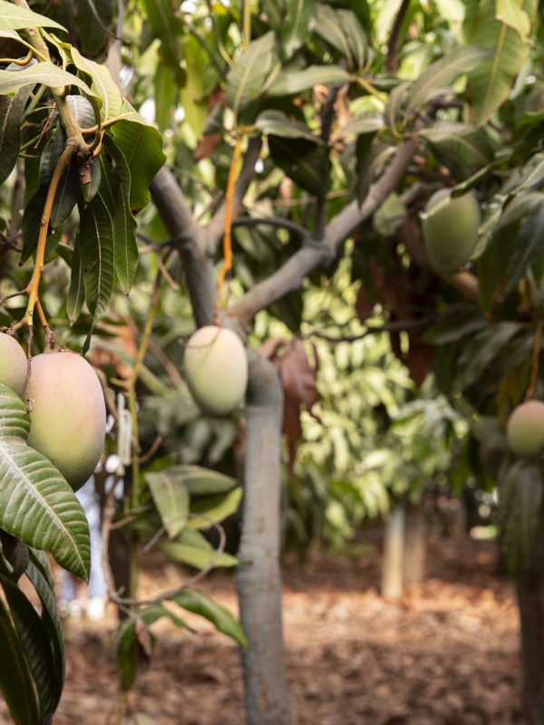delicious-raw-mango-fruit-tree