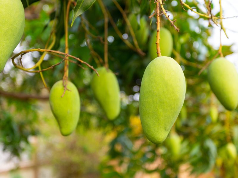 Mango on the tree with nature background.